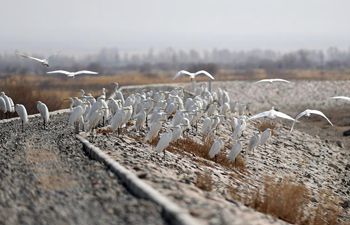 Birds population increases due to wetland protection in NW China's Gansu