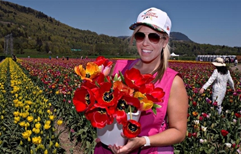 3rd Bloom Tulip Festival held in Abbotsford, Canada