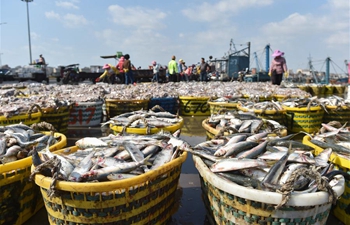 Fishermen work at Xiangzhi fishing port in Shishi, SE China's Fujian