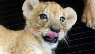 Tiger, lion cubs attract crowds in Qingdao