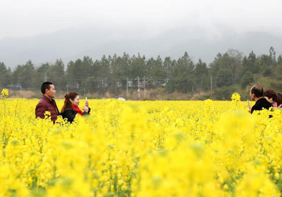 航拍江西吉水千畝油菜花盛開(kāi)