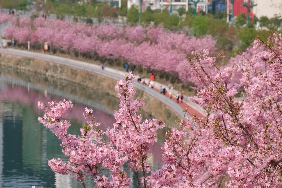 貴州錦屏：櫻花盛開(kāi)春意濃