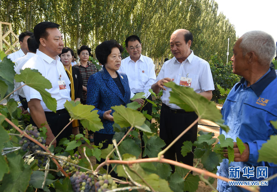 8月9日，中共中央政治局委員、中央統(tǒng)戰(zhàn)部部長、中央代表團(tuán)副團(tuán)長孫春蘭率中央代表團(tuán)三分團(tuán)，先后赴內(nèi)蒙古自治區(qū)烏海市、阿拉善盟看望各族干部群眾。這是孫春蘭在烏海市漢森酒業(yè)集團(tuán)的葡萄種植園了解葡萄種植情況。新華社記者 任軍川 攝