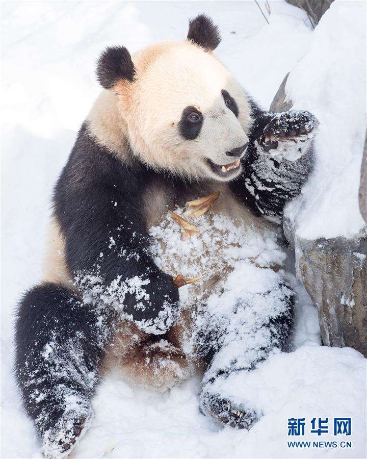 #（環(huán)境）（4）熊貓“戲”雪