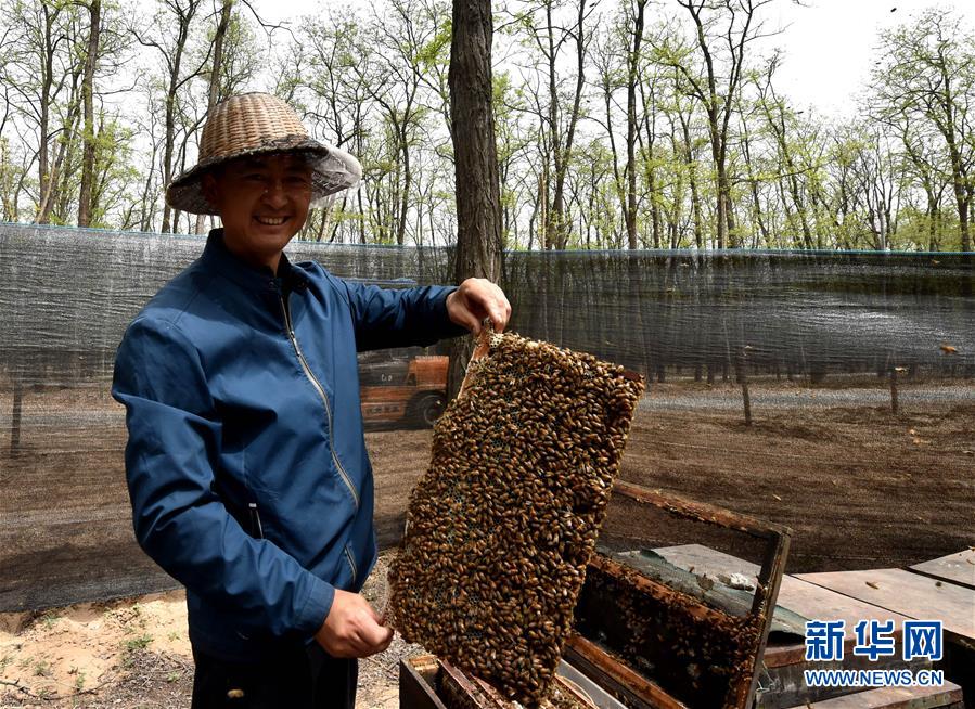 （在習(xí)近平新時代中國特色社會主義思想指引下——新時代新氣象新作為·圖文互動）（4）河南民權(quán)：三代造林人接力68年播綠黃河故道