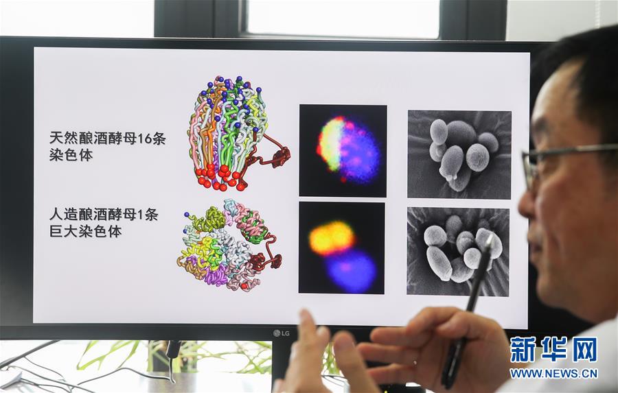 （新華全媒頭條·圖文互動）（3）人造單條染色體真核細胞問世　我國開啟合成生物學研究新時代