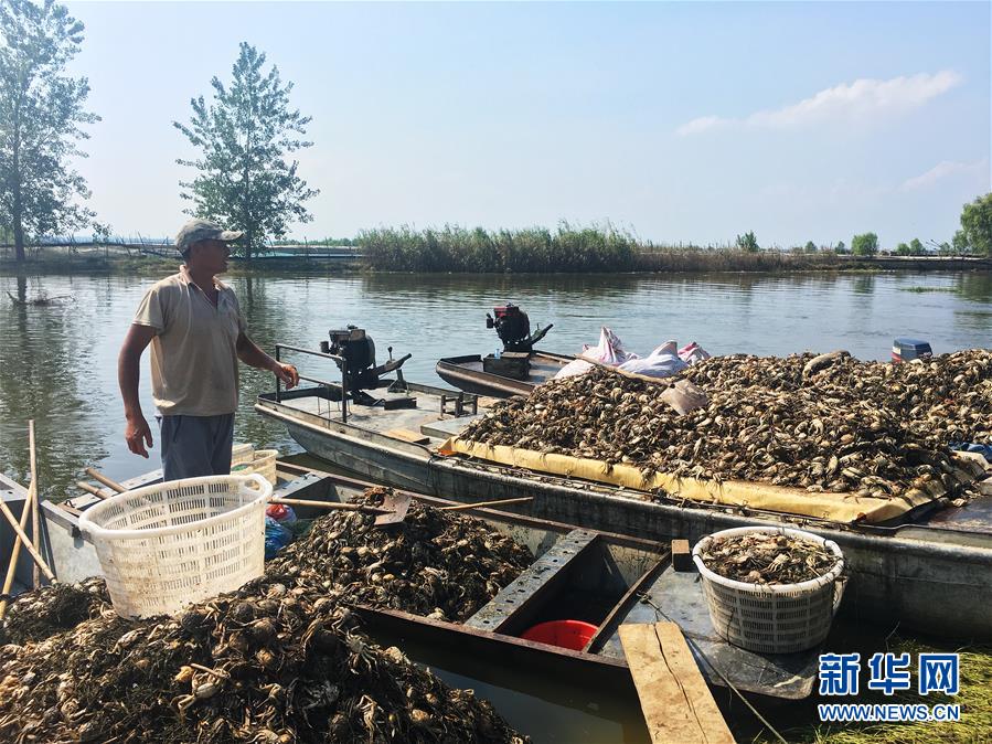 （新華視點(diǎn)·圖文互動(dòng)）（1）上游洪水來(lái)襲下游魚(yú)蟹死亡，泄洪為何變泄污？