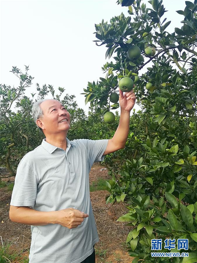 （在習近平新時代中國特色社會主義思想指引下·慶祝改革開放40周年·協(xié)調發(fā)展·圖文互動）（5）臍橙“三變”見證40年變遷