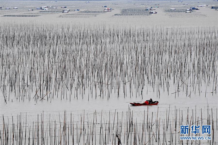 （經(jīng)濟）（4）福建霞浦：漁民海上忙冬播 