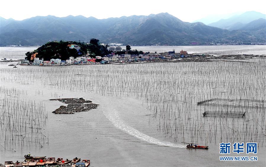 （經(jīng)濟(jì)）（5）福建霞浦：漁民海上忙冬播 