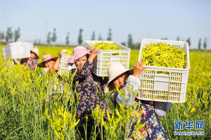 （在習(xí)近平新時(shí)代中國(guó)特色社會(huì)主義思想指引下——新時(shí)代新作為新篇章·鄉(xiāng)村振興戰(zhàn)略·圖文互動(dòng)）（1）一株忘憂草，萬(wàn)家喜眉梢——山西省大同市云州區(qū)黃花產(chǎn)業(yè)扶貧觀察