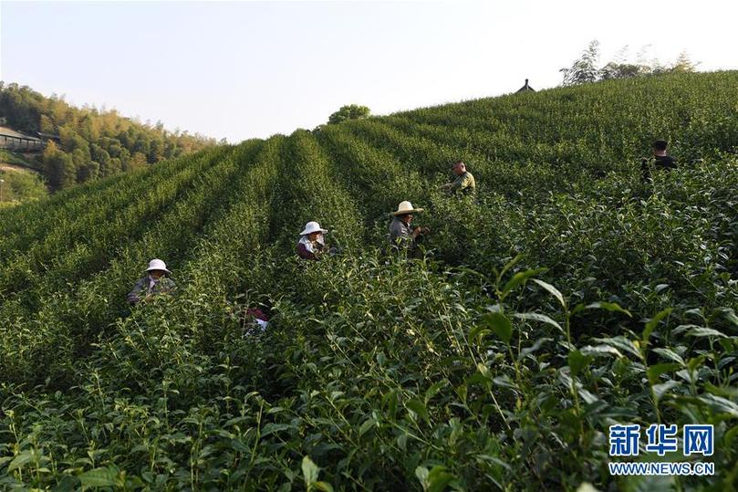 （兩會前夕看落實·圖文互動）（5）綠色發(fā)展引領(lǐng) 守護“魚米之鄉(xiāng)”——江蘇落實習近平總書記全國兩會重要講話精神紀實