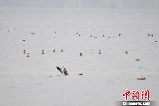 圖為在納帕海濕地棲息的候鳥?！⑷疥?攝