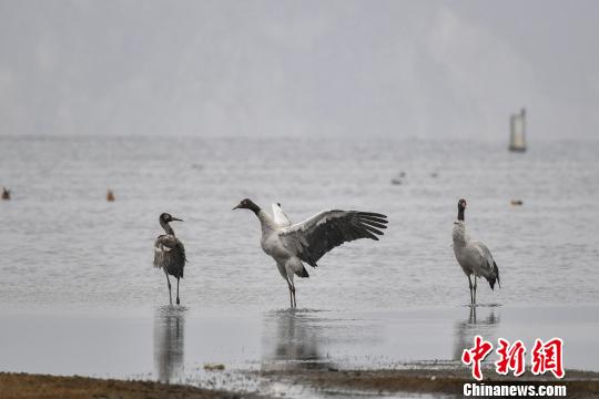 圖為在納帕海濕地棲息的黑頸鶴?！⑷疥?攝