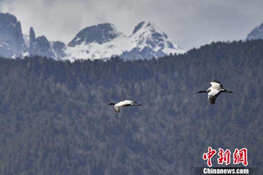 圖為在納帕海濕地上空飛翔的黑頸鶴?！⑷疥?攝