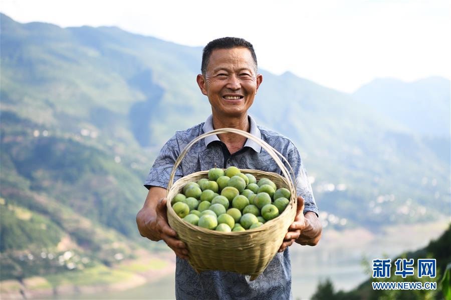 （在習(xí)近平新時(shí)代中國特色社會(huì)主義思想指引下——新時(shí)代新作為新篇章）（10）重慶巫山：“生態(tài)寶貝”變身“搖錢樹”