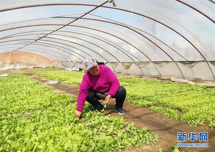 （在習(xí)近平新時代中國特色社會主義思想指引下——新時代新作為新篇章·圖文互動）（3）“黑三星村”緣何變成示范村？——東北一小村莊的脫貧振興路 