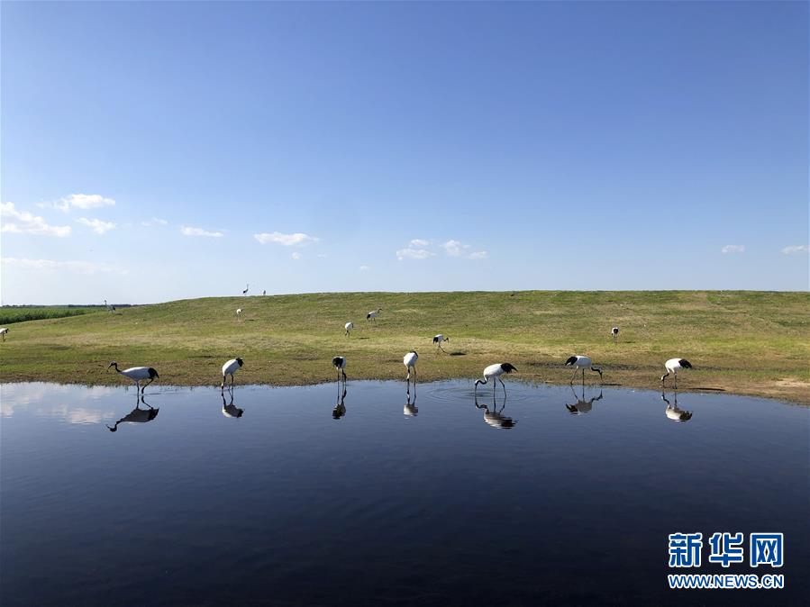 （在習(xí)近平新時(shí)代中國特色社會(huì)主義思想指引下——新時(shí)代新作為新篇章·圖文互動(dòng)）（1）從“人鳥爭(zhēng)食” 到“人鶴和諧”——濕地生態(tài)保護(hù)的“扎龍?zhí)剿?rdquo;