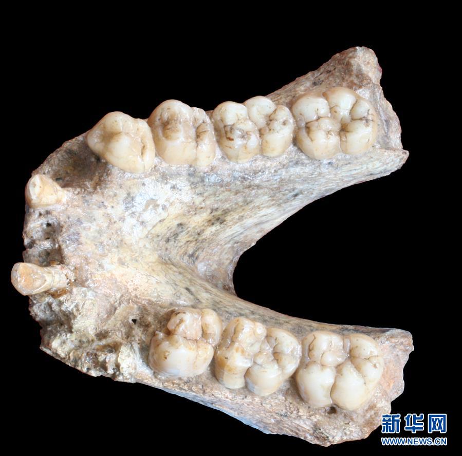 （圖文互動(dòng)）（2）科學(xué)家成功從190萬(wàn)年前巨猿化石中提取到遺傳物質(zhì)