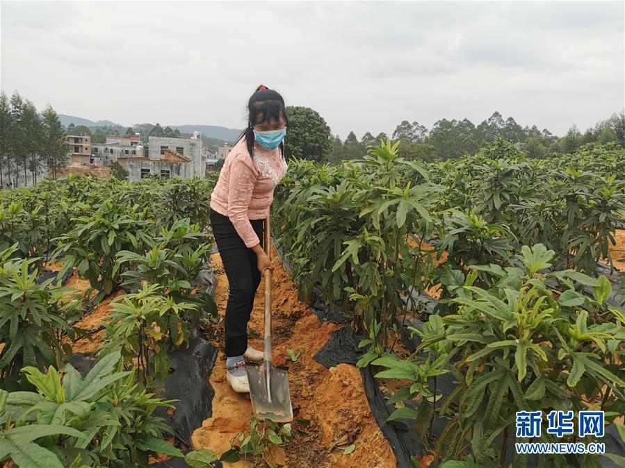 （圖文互動(dòng)）（4）與疫情抗?fàn)?與春光同行——廣西農(nóng)村春耕備耕一線觀察