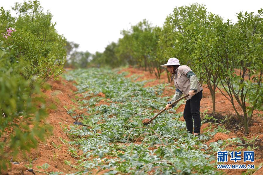 （抓好春耕備耕 穩(wěn)住農(nóng)業(yè)生產(chǎn)·圖文互動(dòng)）（5）農(nóng)時(shí)不等人 扶貧不能拖——種瓜大村春耕生產(chǎn)見聞 