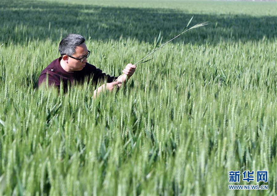 （在習近平新時代中國特色社會主義思想指引下——新時代新作為新篇章·習近平總書記關切事·圖文互動）（5）新農事、新希望——夏收前田間新動態(tài)掃描