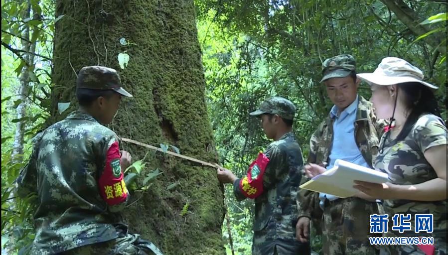 （圖文互動(dòng)）（2）云南高黎貢山發(fā)現(xiàn)珍稀瀕危植物滇桐野生居群