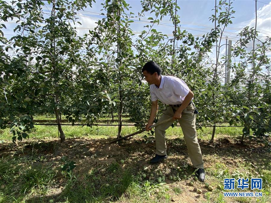 （決戰(zhàn)決勝脫貧攻堅(jiān)·圖文互動）（1）高原紅了，日子好了——貴州海拔最高縣發(fā)展蘋果產(chǎn)業(yè)見聞