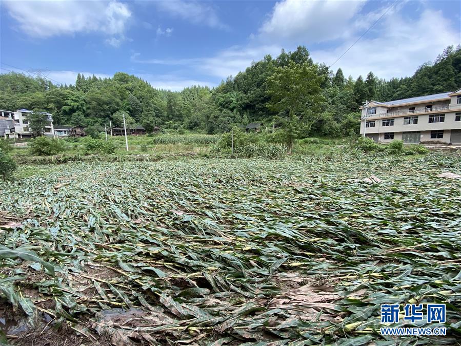 （防汛抗洪·圖文互動(dòng)）（4）山洪襲來(lái)前，澧水河畔大轉(zhuǎn)移