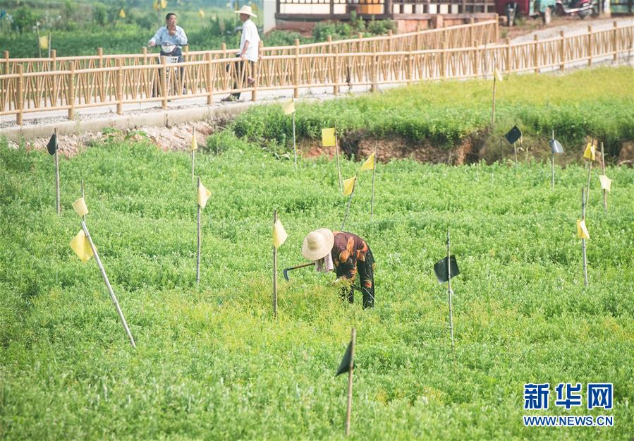 （新華全媒頭條·走向我們的小康生活·圖文互動）（9）特殊之年，荊楚大地書寫不平凡的答卷