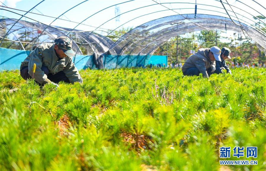 （在習(xí)近平新時代中國特色社會主義思想指引下——新時代新作為新篇章·習(xí)近平總書記關(guān)切事·圖文互動）（8）綠意，在黃沙中鋪展——我國防沙治沙紀實