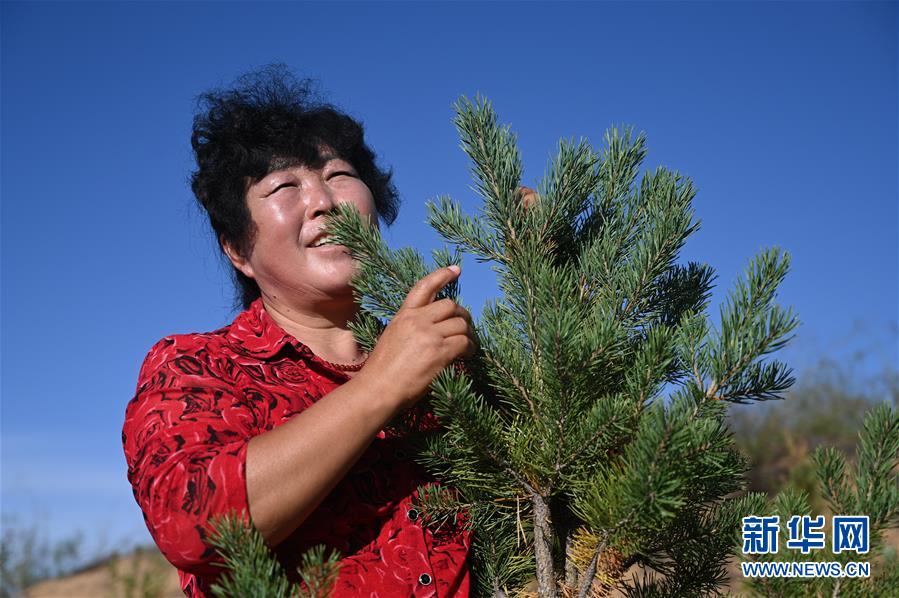 （在習(xí)近平新時代中國特色社會主義思想指引下——新時代新作為新篇章·習(xí)近平總書記關(guān)切事·圖文互動）（5）綠意，在黃沙中鋪展——我國防沙治沙紀實