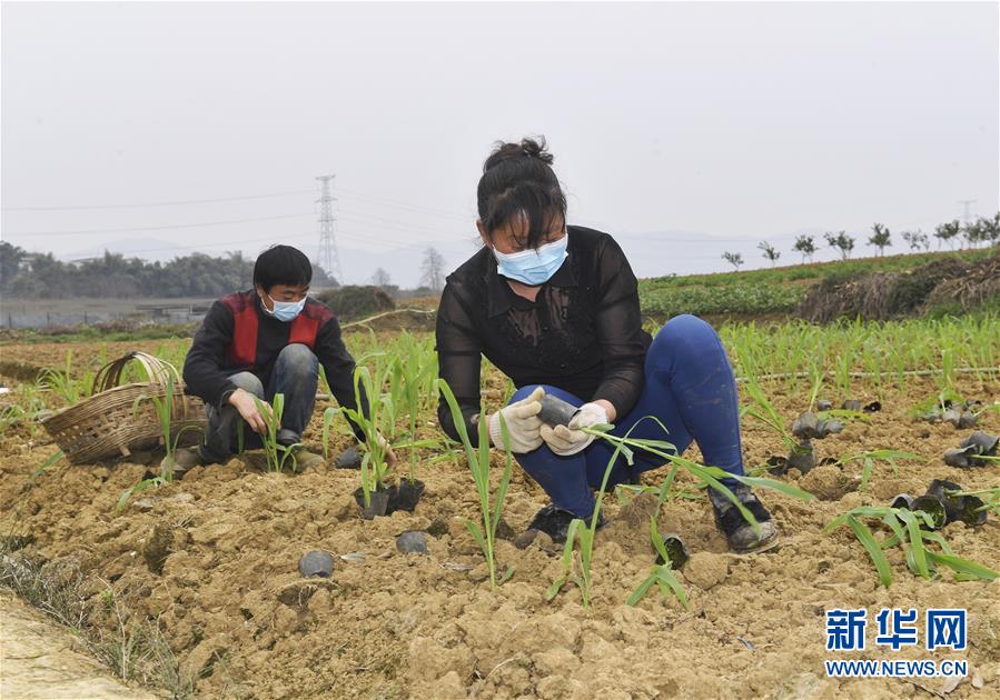 （在習近平新時代中國特色社會主義思想指引下——新時代新作為新篇章·習近平總書記關切事·圖文互動）（5）為農田注入硬核生產力——一些地方春耕中農業(yè)科技創(chuàng)新掃描