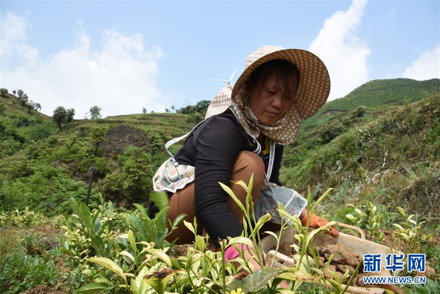 （新華全媒頭條·圖文互動(dòng)）（14）初夏，循著總書記的腳步探訪產(chǎn)業(yè)扶貧新事