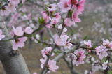 西石河村百果莊園百花盛開(kāi)