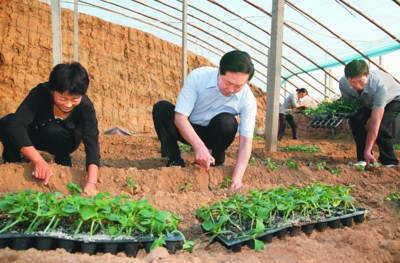 安徽書記張寶順下鄉(xiāng)蹲點 與農(nóng)民同插黃瓜秧