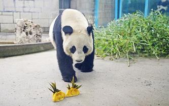 動物園里的“餃子”大餐