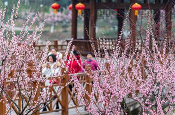 賞花過(guò)大年