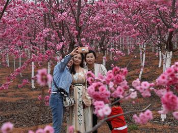 櫻花漫山，一份14年的等待