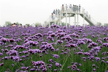 安徽蕪湖：馬鞭草花開迎客來(lái)