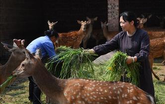 全國人大代表雷金玉：努力吸引人才 推動鄉(xiāng)村振興