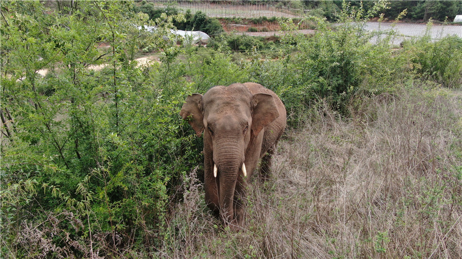 云南離群獨(dú)象距象群約12公里 獨(dú)象最新照片來了