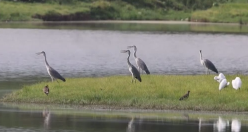 江西鄱陽(yáng)湖夏候鳥開始南遷