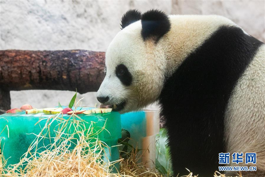 （國際）（5）莫斯科動物園為大熊貓“如意”和“丁丁”慶生