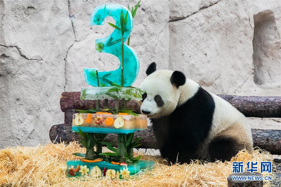 （國際）（9）莫斯科動物園為大熊貓“如意”和“丁丁”慶生