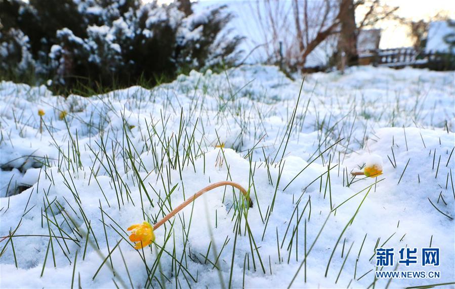 （XHDW）（2）白俄羅斯春雪