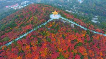 美麗中國丨紅葉“醉”金秋