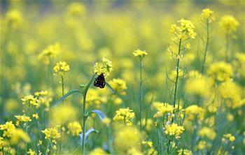 西藏：油菜花開似金毯