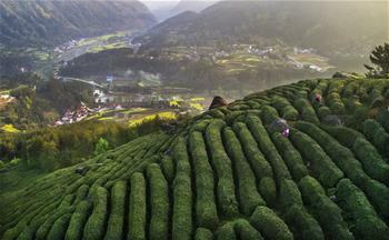 茶園春波滿山來(lái)