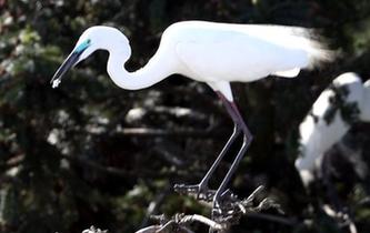 數萬鷺鳥棲息南昌象山森林公園